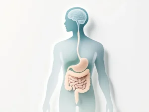 Medische illustratie van menselijk torso met darmstelsel in groen en hersenen verbonden door lijnen, gut-brain connectie