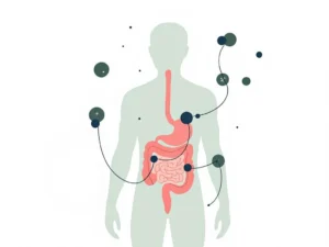 Menselijk silhouet met spijsverteringssysteem in koraal en blauwe cirkels die darmbalans voorstellen op witte achtergrond
