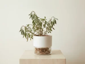 Verwelkende plant in witte keramieken pot met zichtbaar verstrengelde wortels onder glazen bodem op stenen ondergrond.