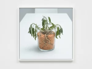 Verwelkende plant met verstrengelde wortels in droge, gebarsten aarde op een wit oppervlak.
