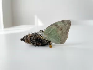 Vlinder die uit een donkere, verwarde cocon kruipt op een wit oppervlak, symbool voor een door stress belemmerd metabolisme.